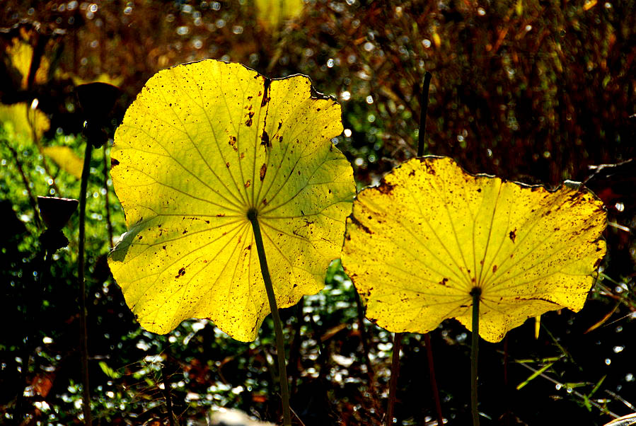 深秋荷塘 (12).JPG