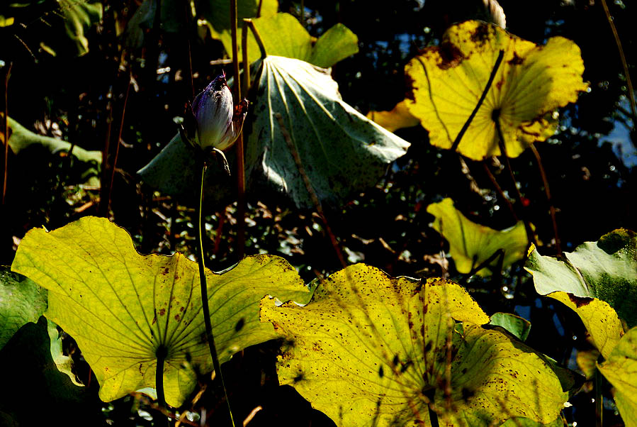 深秋荷塘 (23).JPG