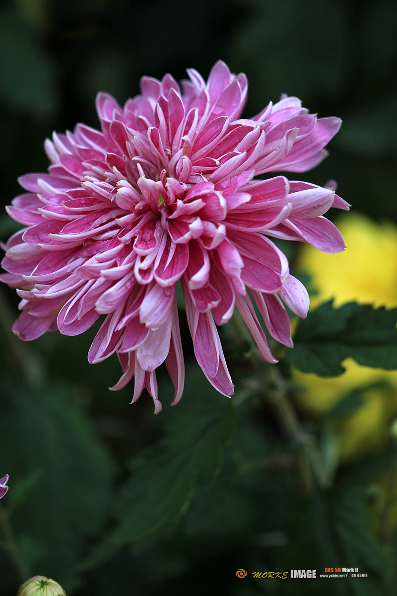 IMG_4533a - 副本.jpg