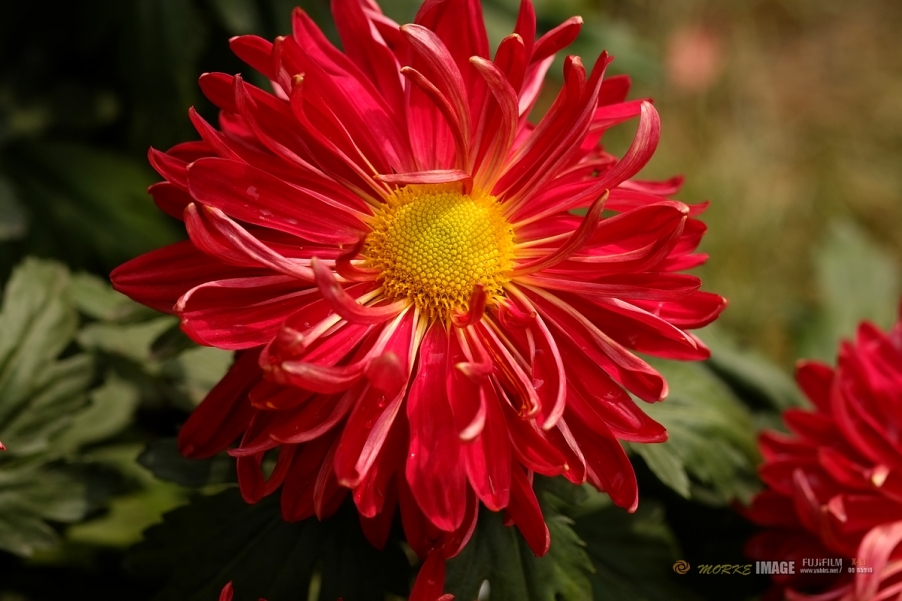 DSCF3883a - 副本.jpg