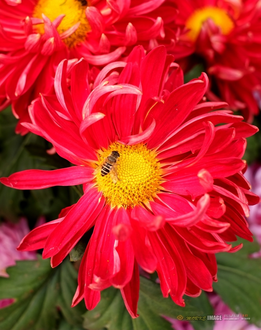 DSCF3921a - 副本.jpg