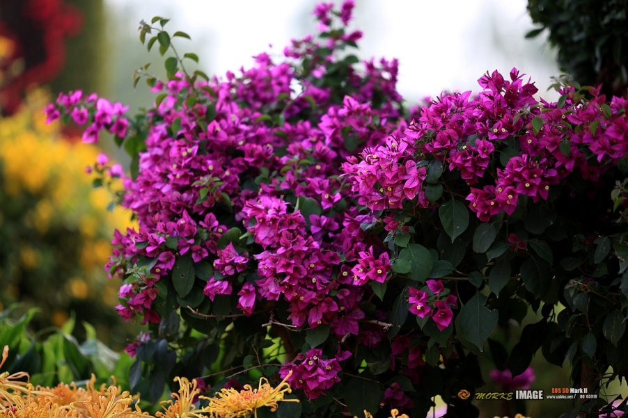 IMG_4559a - 副本.jpg