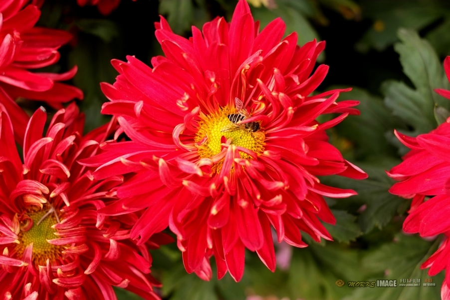 DSCF3923a - 副本.jpg