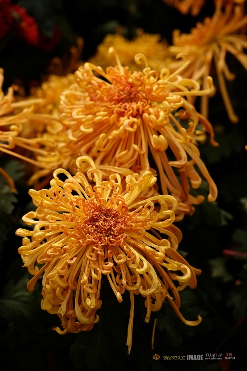 DSCF3885a - 副本.jpg