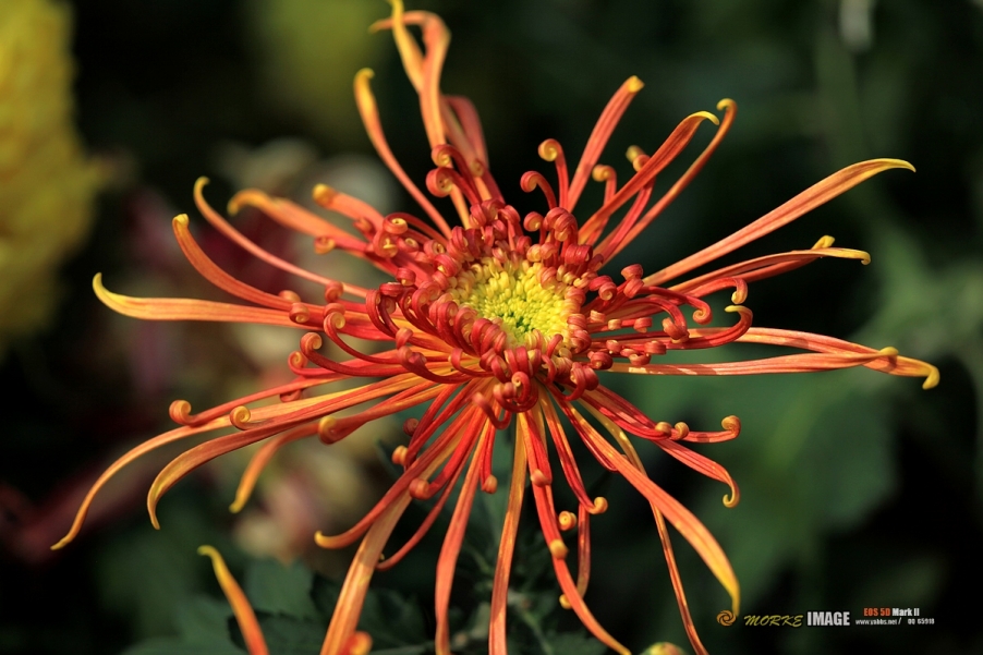 IMG_4524a - 副本.jpg