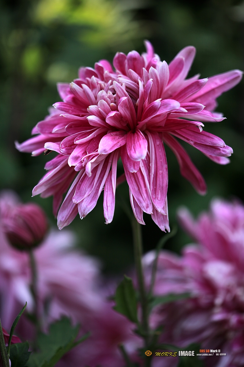 IMG_4551a - 副本.jpg