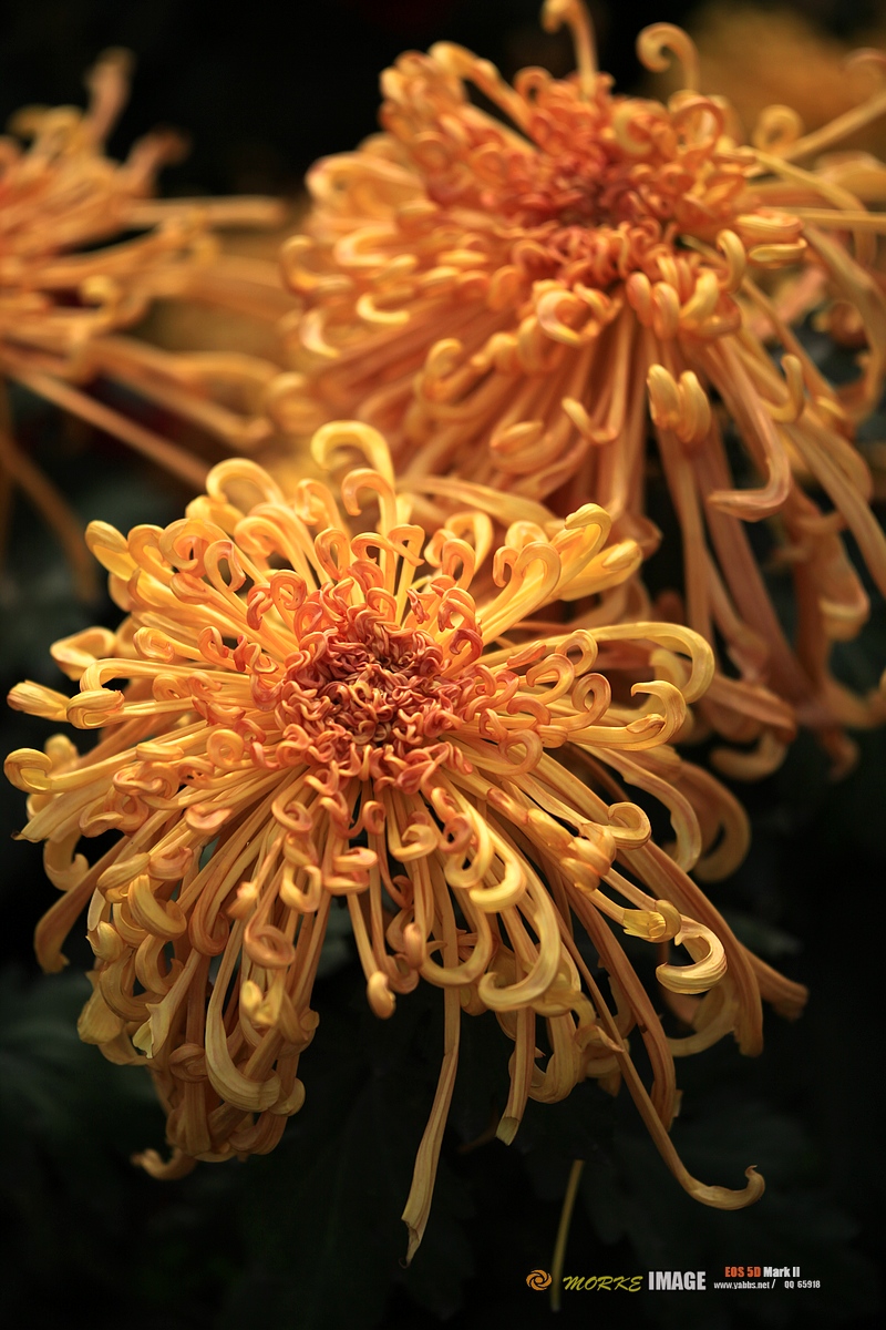 IMG_4562a - 副本.jpg