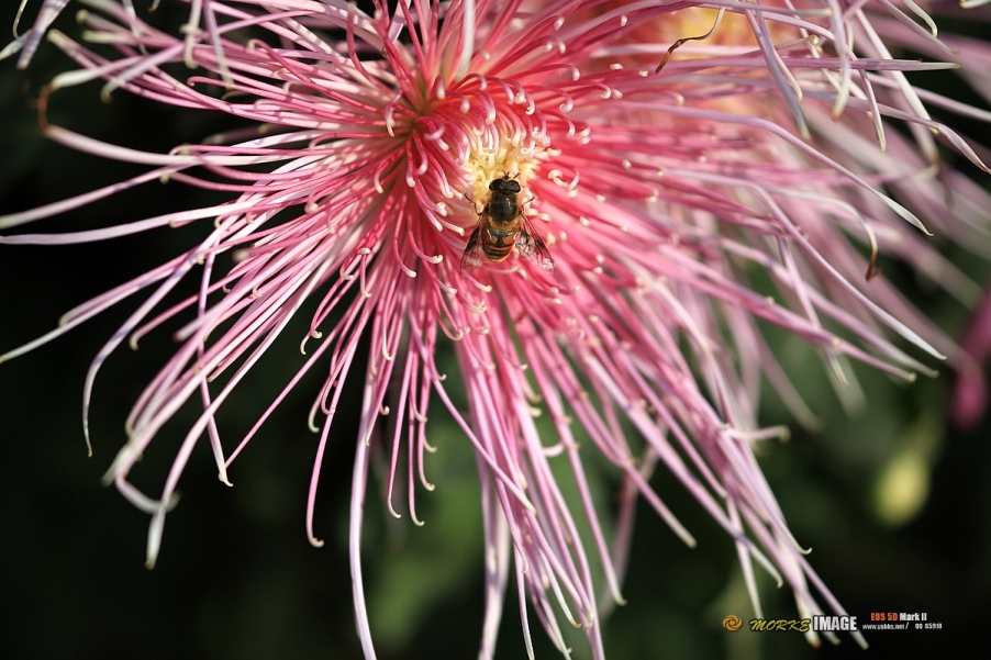 IMG_4441a - 副本.jpg