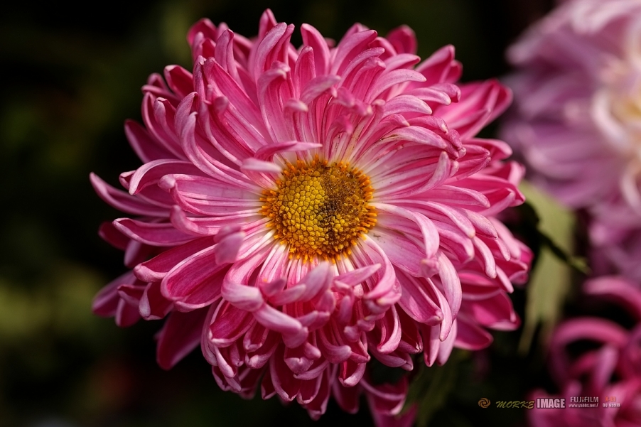 DSCF3902a - 副本.jpg