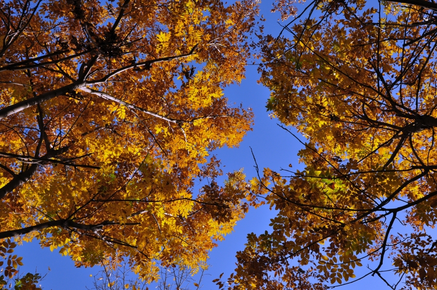 DSC_0294_HZP6.jpg