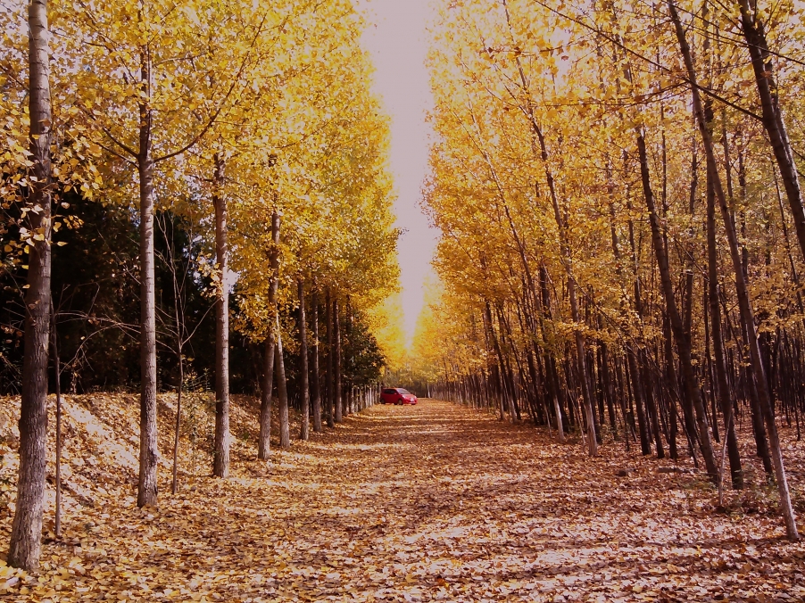 用手机拍的杜陵