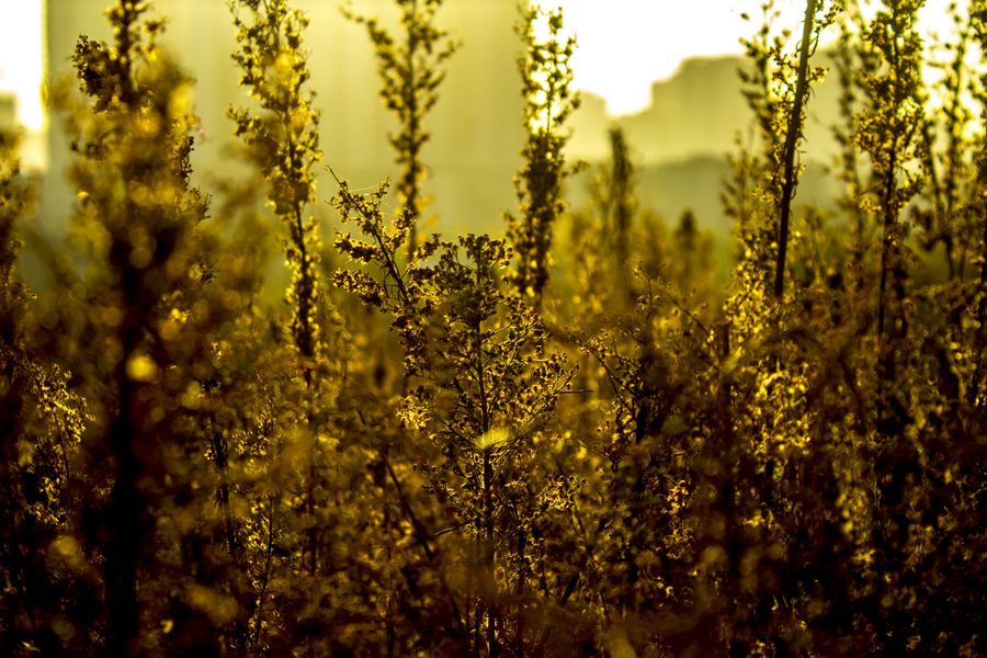 _MG_1486.jpg