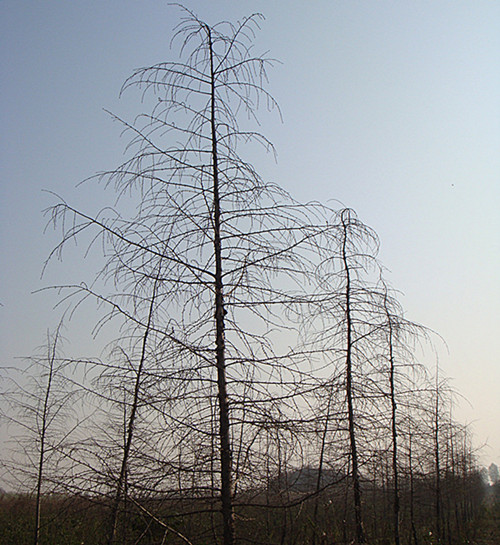DSC09222_副本_副本.jpg