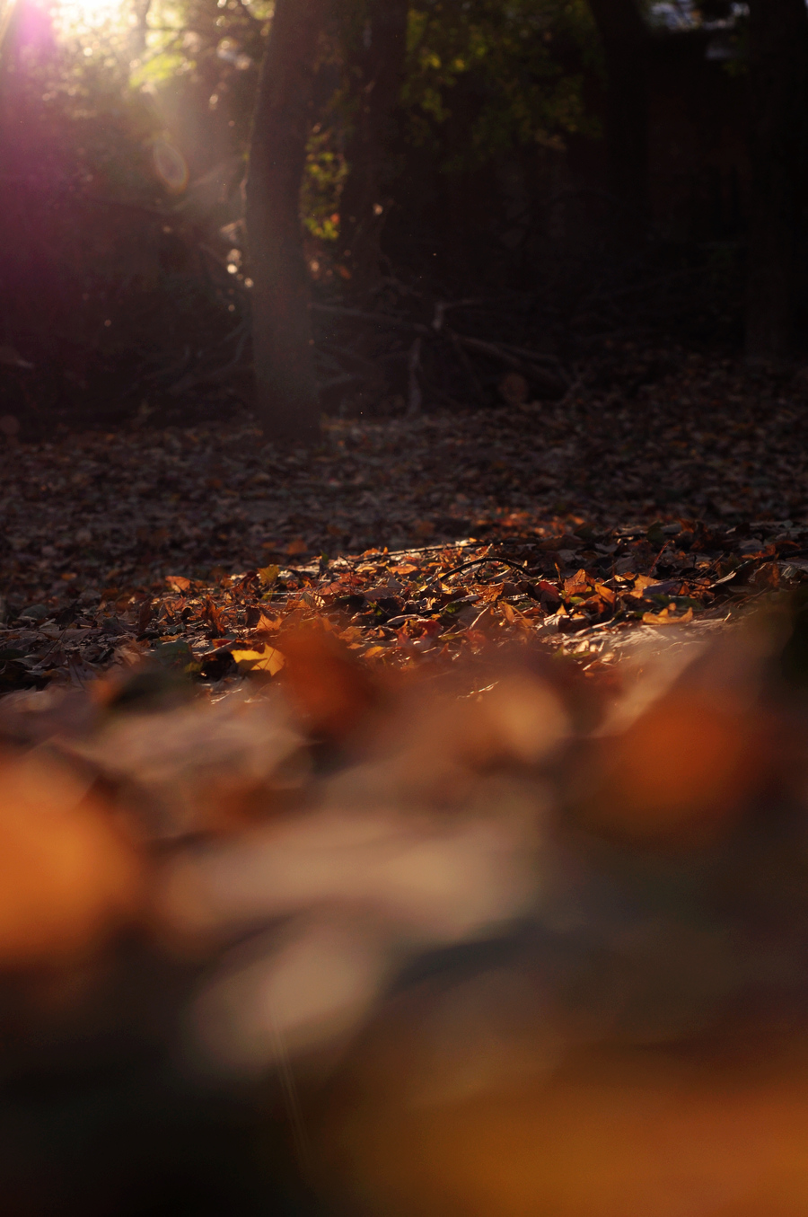 DSC_1139.JPG