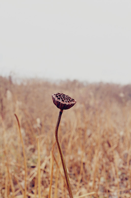 蛐蛐 026_副本.jpg