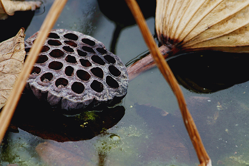 蛐蛐 027_副本.jpg