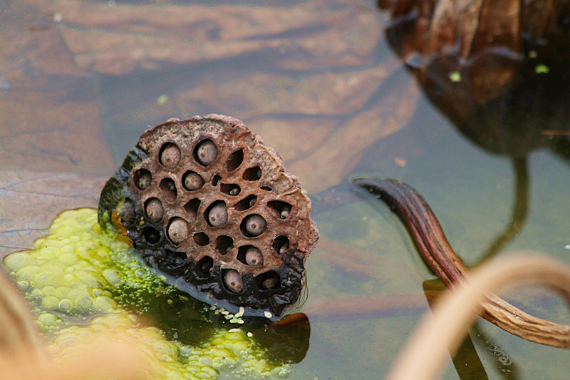 蛐蛐 028_副本.jpg