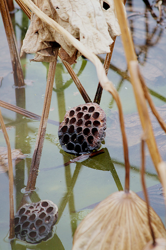 蛐蛐 033_副本.jpg