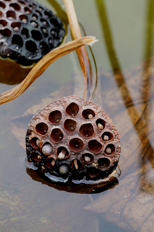 蛐蛐 035_副本.jpg