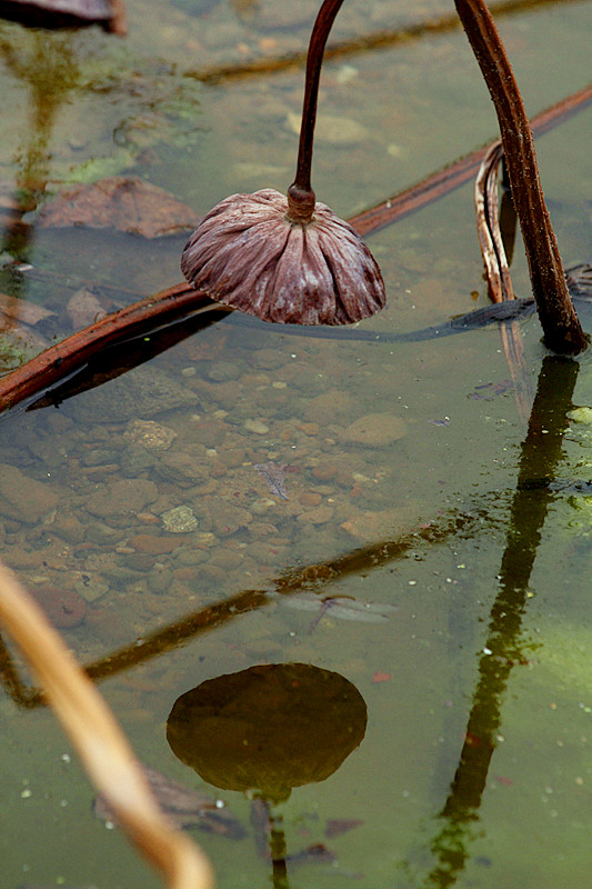 蛐蛐 038_副本.jpg