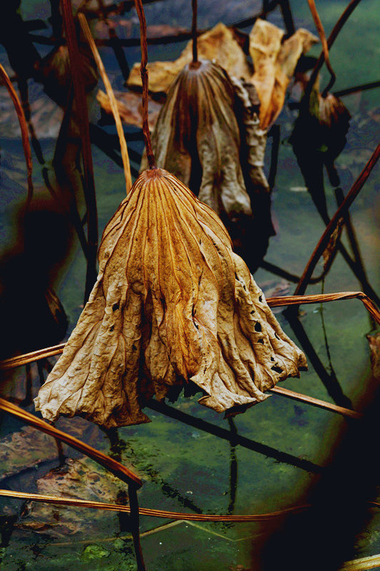 蛐蛐 040_副本_副本.jpg