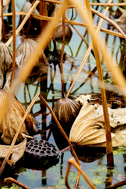 蛐蛐 042_副本.jpg