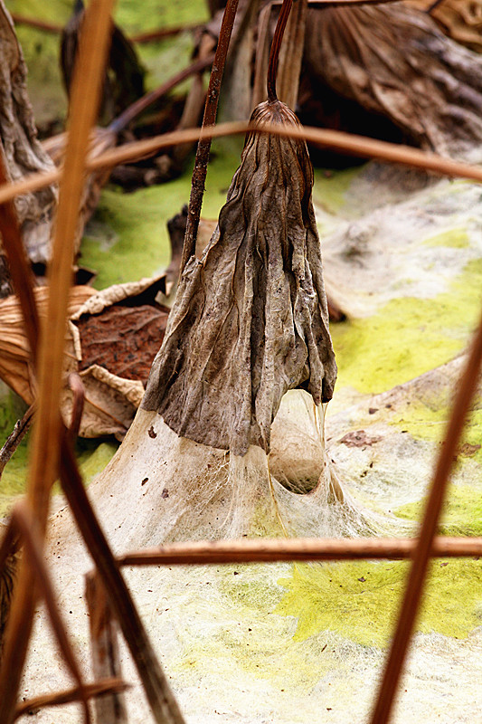 蛐蛐 050_副本.jpg