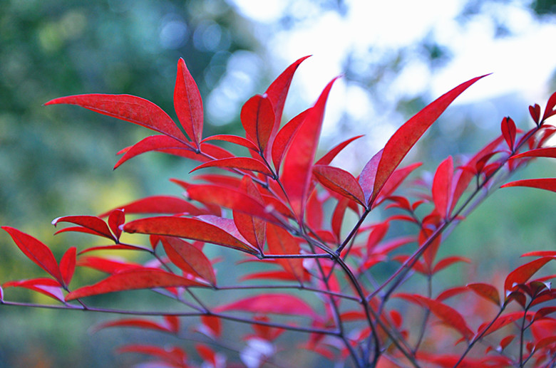 DSC_1551_副本.jpg