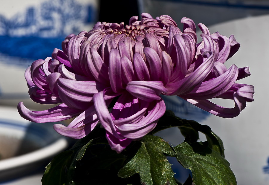 DSC_3771.JPG