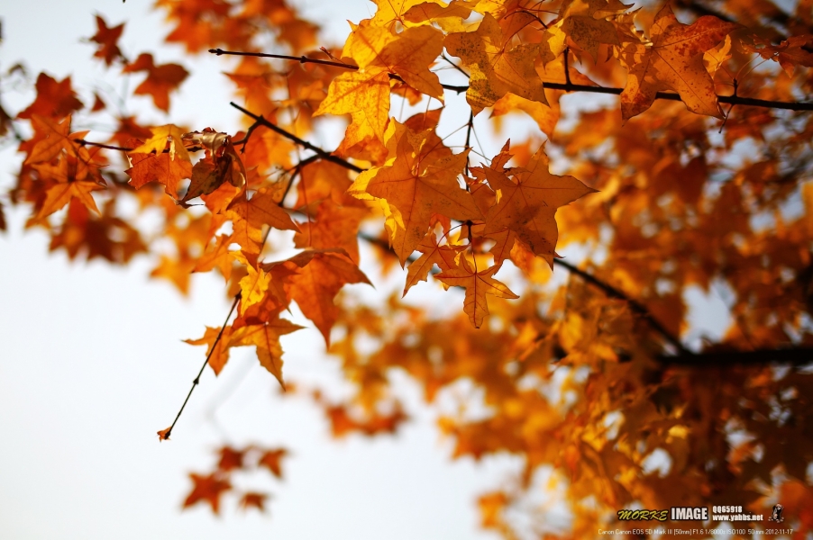 1G8A5817a.jpg