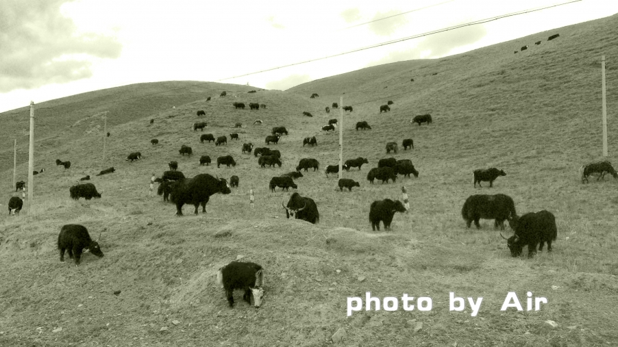 4000米以上才生活的牦牛