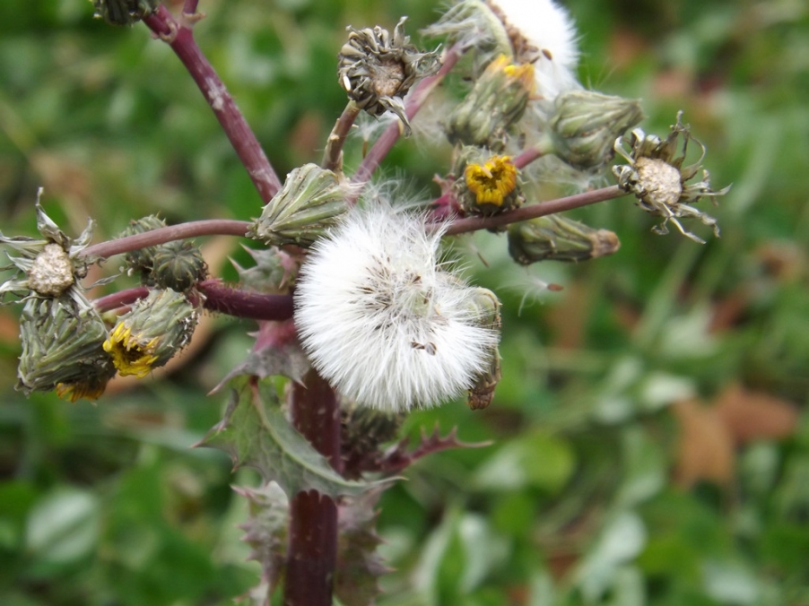 照片 007_副本.jpg