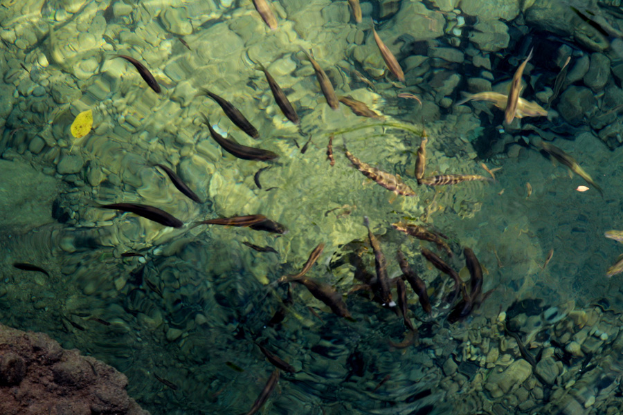 湖北郧西五龙河 135.JPG