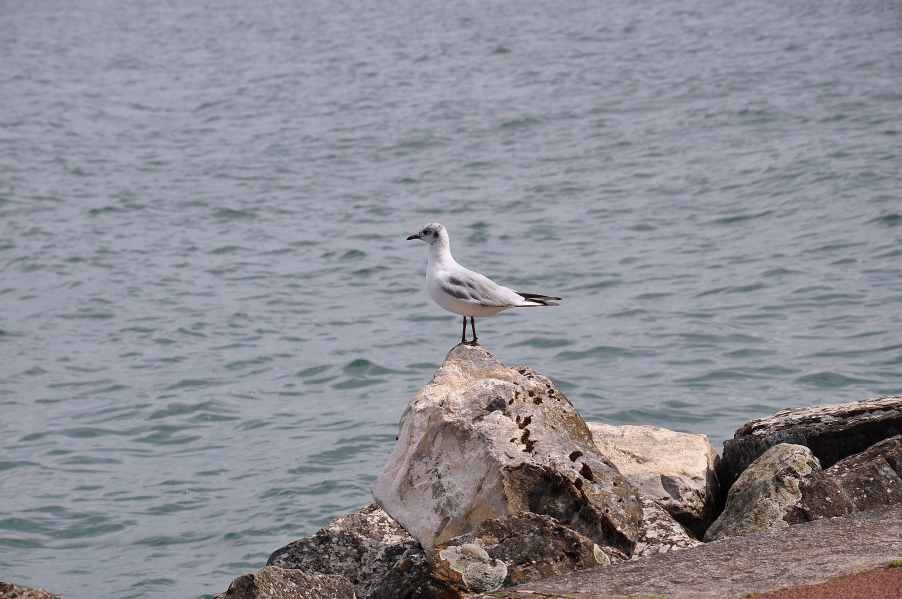 DSC_0936.jpg