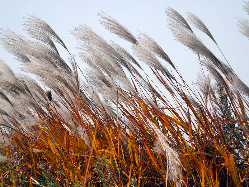 DSCF8937_副本 - 复制.jpg