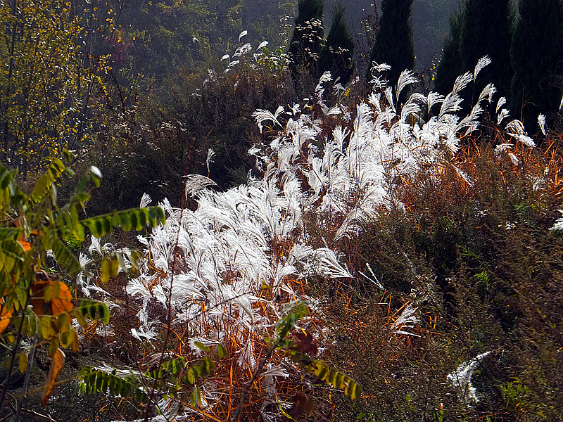 DSCF8784_副本 - 复制.jpg