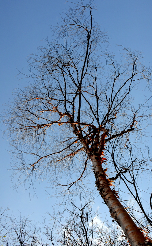 DSC_0593.jpg