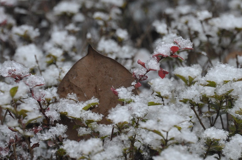 DSC_4287.JPG