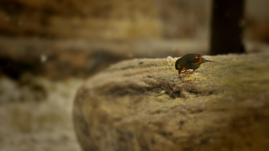 DSC_7001_HZP_HZP.jpg