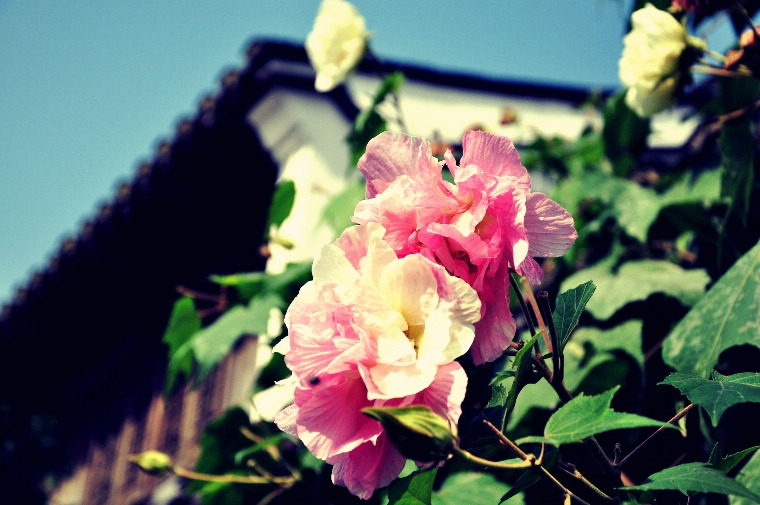 SC_0127 (16)_HZP.jpg