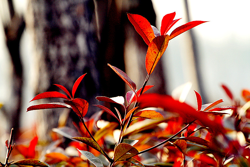 腊梅 071_副本.jpg