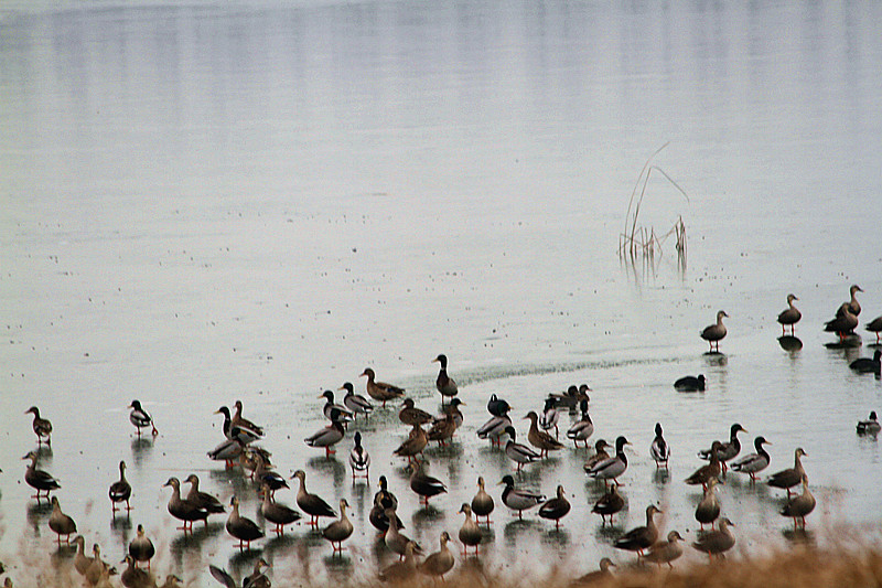 动植物 070_副本.jpg