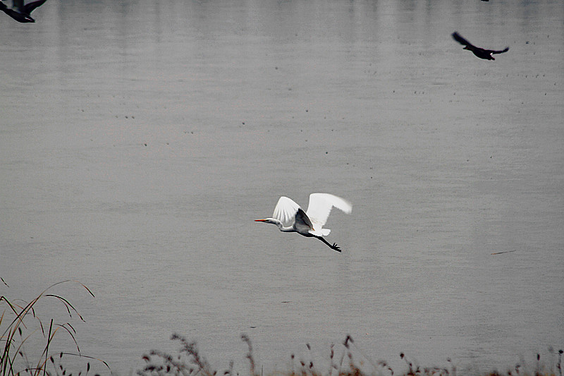 动植物 076_副本.jpg