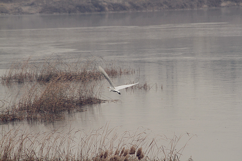 动植物 080_副本.jpg