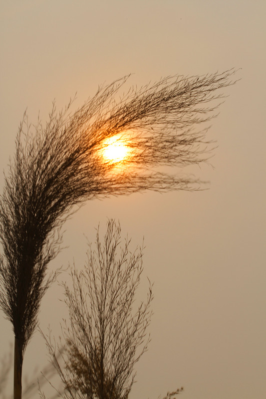 动植物 098_副本.jpg