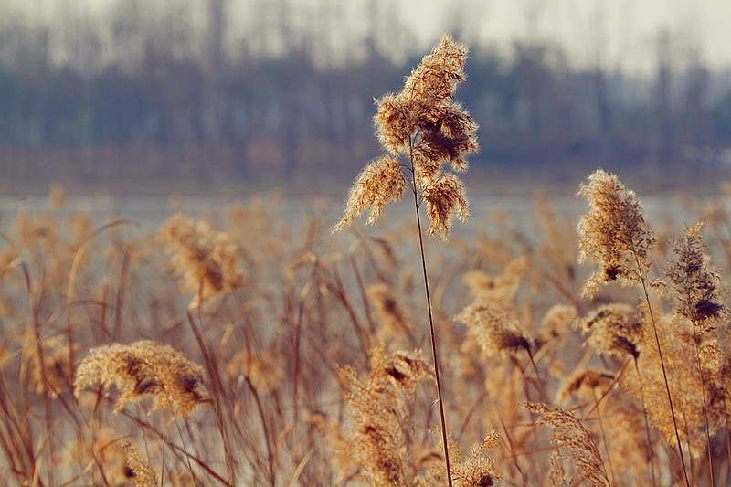 腊梅 047_副本.jpg