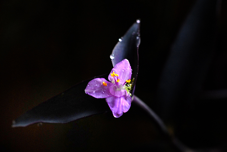 紫吊 兰 (4).jpg