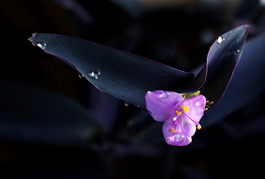 紫吊 兰 (6).jpg