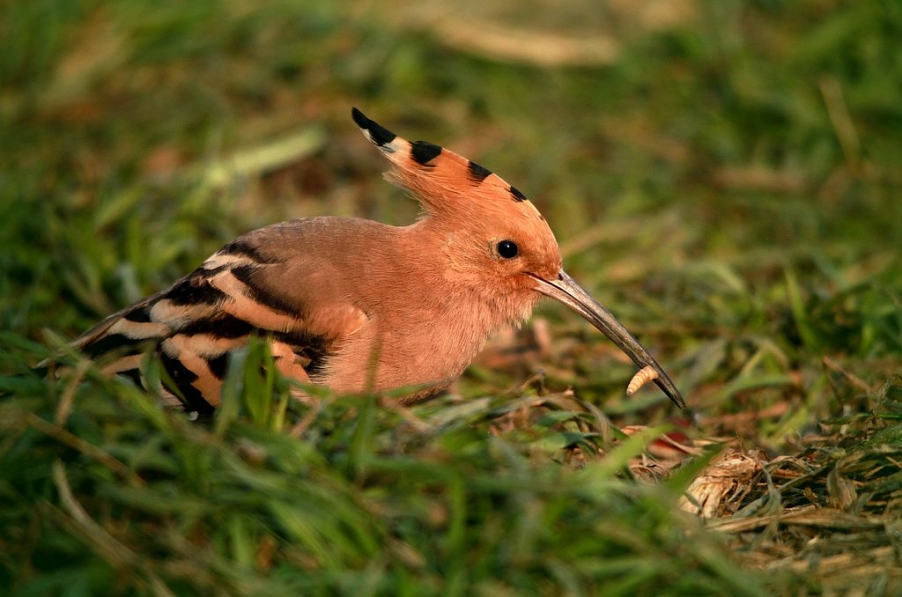 苍鹭 489A_副本.jpg