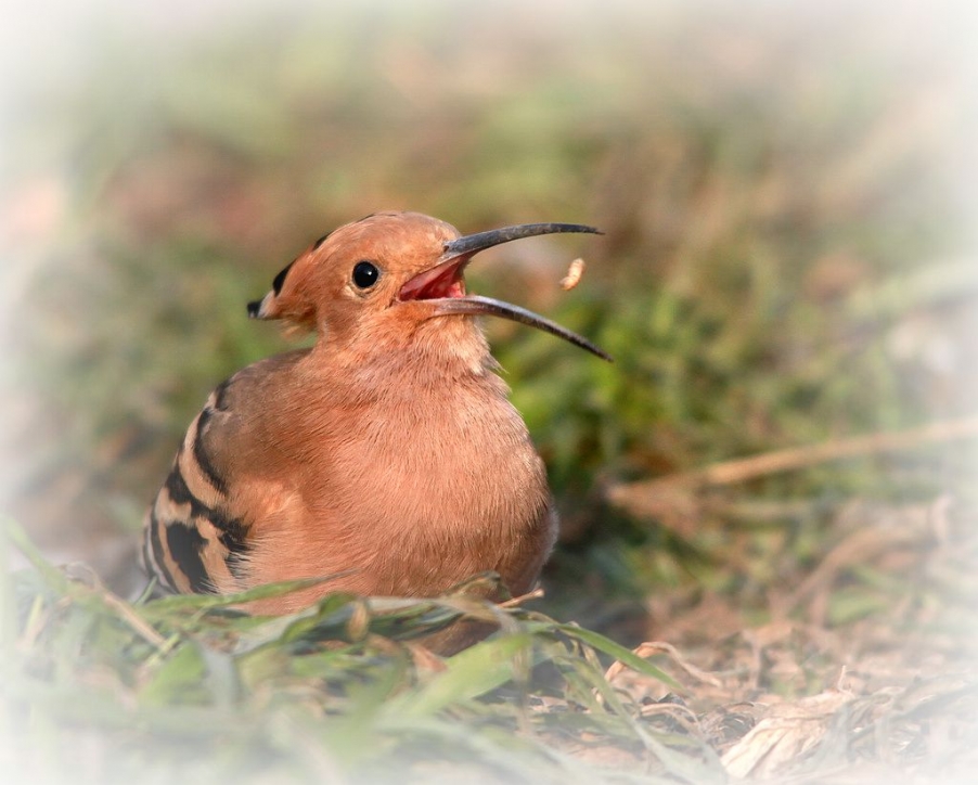 苍鹭 467A_副本.jpg